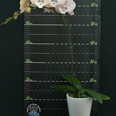 177398659799-Phal.%20Intoxicate%20Tie%20%E8%8A%B12.jpg