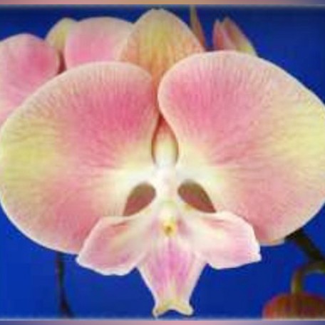 177398725654-Phal.%20Kingcar%20Pink%20Coral%20%20%E8%8A%B11.jpg