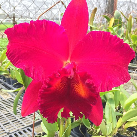 177399695345-Rlc.%20Siao-Cing%20Beauty%20'Vicky'%20%E8%8A%B12.jpg
