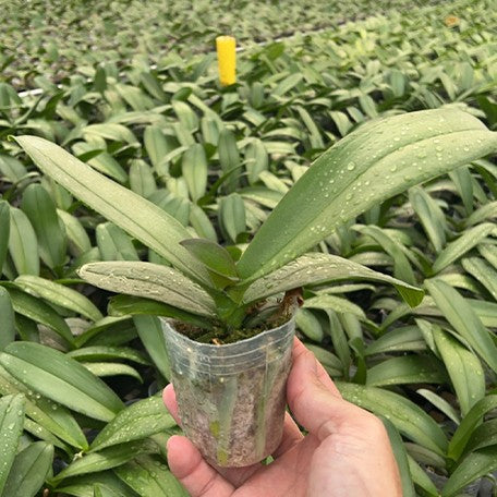 177426149461-Phal.%20Miki%20Super%20Robin%20'Romance'%20%E6%A4%8D%E6%A0%AA2.5''1.jpg