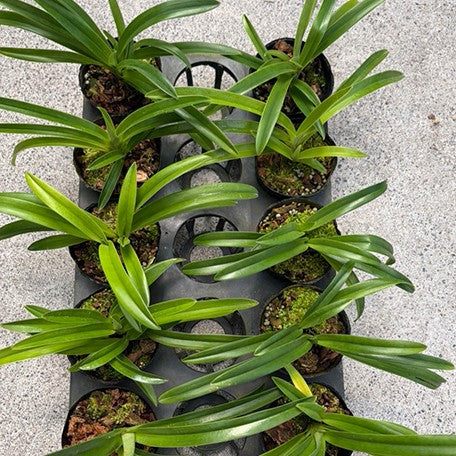 177433240421-Paph.%20esquirolei%20var.%20alba%20%C3%97%20sib%20%E6%A4%8D%E6%A0%AA3''2.jpg