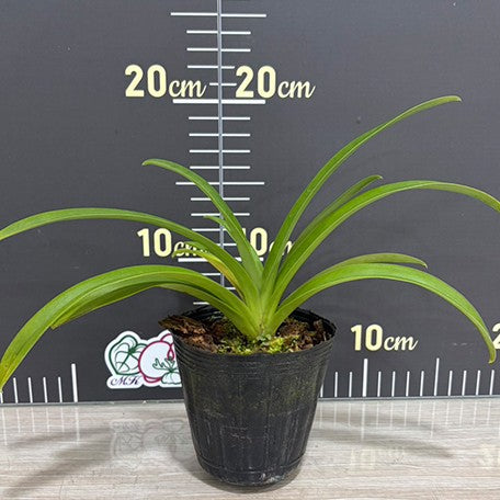 177433240485-Paph.%20esquirolei%20var.%20alba%20%C3%97%20sib%20%E6%A4%8D%E6%A0%AA3''%201.jpg