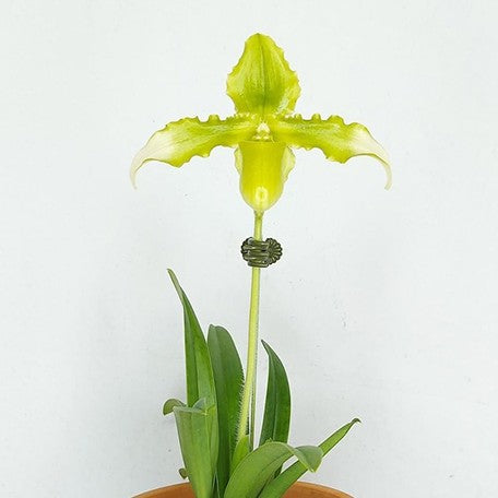 177433248639-Paph.%20esquirolei%20var.%20alba%20%C3%97%20sib%20%E8%8A%B11.jpg