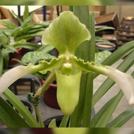 177433248654-Paph.%20esquirolei%20var.%20alba%20%C3%97%20sib%20%E8%8A%B12.jpg