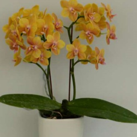 177448725611-Phal.%20DO%20Citrus%20%E8%8A%B12.jpg