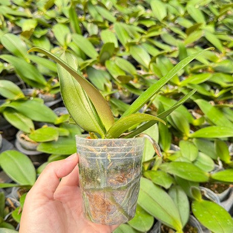 177448727348-Phal.%20DO%20Citrus%20%E6%A4%8D%E6%A0%AA2.5''1.jpg