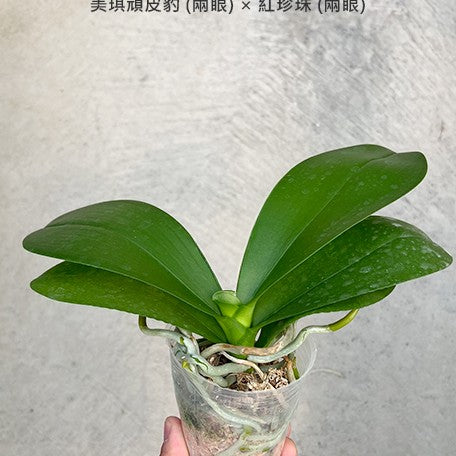 177450658911-Phal.%20Miki%20Pink%20Panther%20(peloric%20-%202%20eyes)%20%C3%97%20Taida%20Red%20Bird%20(peloric%20-%202%20eyes)%20%E6%A4%8D%E6%A0%AA2.5''1.jpg