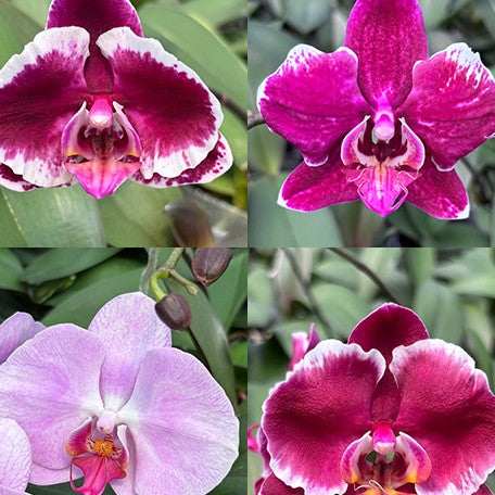 177450918066-Phal.%20Hsinying%20Little%20Knight%20'Voodoo'%20%C3%97%20Star's%20Chanel%20%E8%8A%B12.jpg