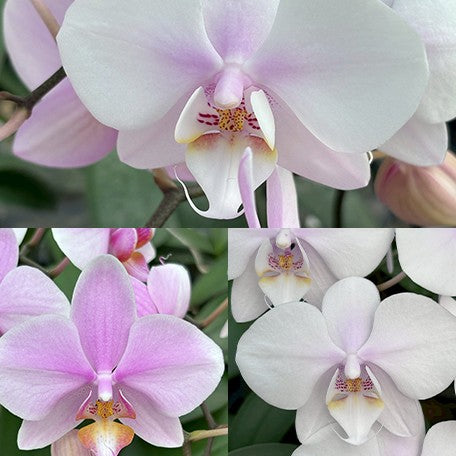 177450954973-Phal.%20schilleriana%20'Pink%20Butterfly'%20%C3%97%20Miki%20Smile%20'1332'%20%E6%AC%A3%E8%95%BE%E8%8E%89%20'%E7%B2%89%E8%9D%B6'%20%C3%97%20%E7%BE%8E%E7%90%AA%E5%BE%AE%E7%AC%91%20'1332'%20%E8%8A%B11.jpg