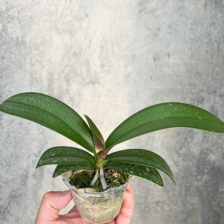 177450971195-Phal.%20schilleriana%20'Pink%20Butterfly'%20%C3%97%20Miki%20Smile%20'1332'%20%E6%AC%A3%E8%95%BE%E8%8E%89%20'%E7%B2%89%E8%9D%B6'%20%C3%97%20%E7%BE%8E%E7%90%AA%E5%BE%AE%E7%AC%91%20'1332'%20%E6%A4%8D%E6%A0%AA2.5''%201.jpg