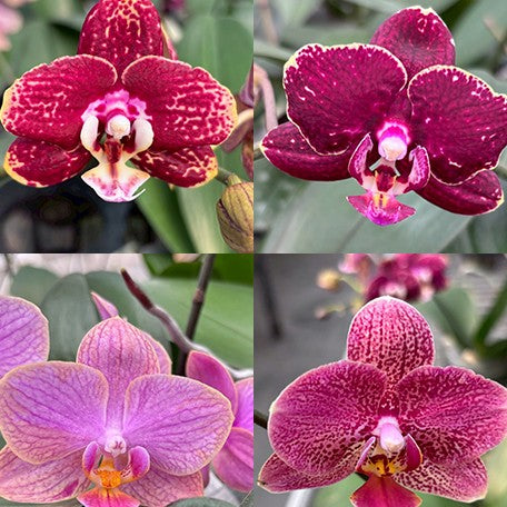 177451015020-Phal.%20Hsinying%20Little%20Knight%20'Voodoo'%C3%97%20Nobby's%20Pumpkin%20%E8%8A%B13.jpg
