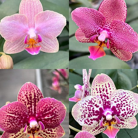 177451015026-Phal.%20Hsinying%20Little%20Knight%20'Voodoo'%C3%97%20Nobby's%20Pumpkin%20%E8%8A%B12.jpg