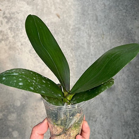 177451057098-Phal.%20Hsinying%20Little%20Knight%20'Voodoo'%C3%97%20Nobby's%20Pumpkin%20%E6%A4%8D%E6%A0%AA2.5''1.jpg