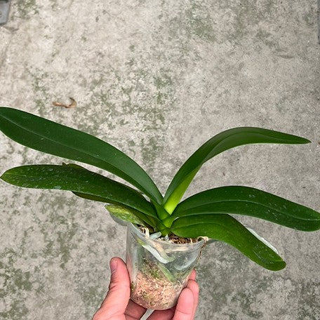 177451284474-Phal.%20SKB%20Sakura%20%C3%97%20Miki%20Tipsy%20'3650'%20%E6%A4%8D%E6%A0%AA2.5'1.jpg