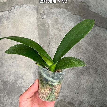 177451318857-Phal.%20Hsinying%20Little%20Knight%20'Plastic%20Doll'%20%C3%97%20Sogo%20Yukidian%20'V3'%20%E6%A4%8D%E6%A0%AA2.5''%201.jpg