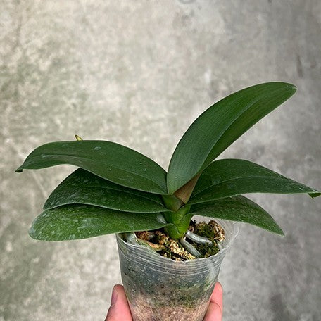 177451367684-Phal.%20Fangmei%20Black%20Piano%20%C3%97%20Miki%20Sakura%20'1327'%20%E6%A4%8D%E6%A0%AA1.jpg