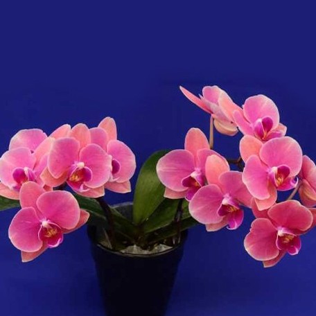 177452113594-Phal.%20King%20car%20Sunset%20Red%20%E8%8A%B11.jpg