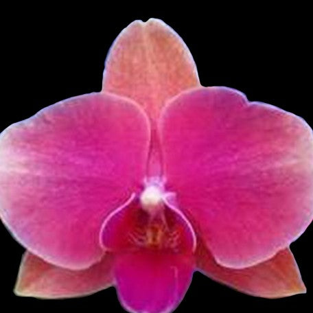 177452113597-Phal.%20King%20car%20Sunset%20Red%20%E8%8A%B12.jpg