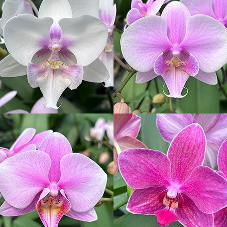 177457429097-Phal.%20Miki%20Smile%20'1332'%20%C3%97%20Fuller's%20Master%20%E8%8A%B12.jpg