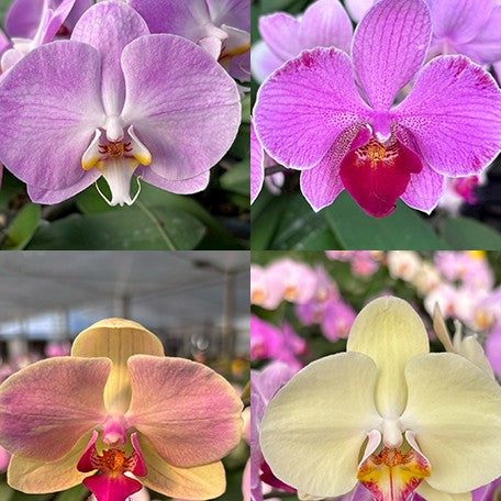 177458357735-Phal.%20Miki%20Jenny%20'600'%20%C3%97%20OX%20Spot%20Queen%20'1460'%20%E7%BE%8E%E7%90%AA%E7%8F%8D%E5%A6%AE%20'600'%20%C3%97%20%E8%83%AD%E8%84%82%20'1460'%20%E8%8A%B12.jpg