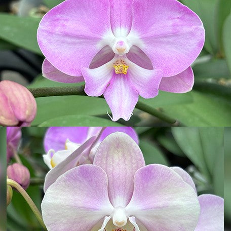 177458889198-Phal.%20SKB%20Sakura%20%C3%97%20Miki%20Tipsy%20'3650'%20%E8%8A%B12.jpg