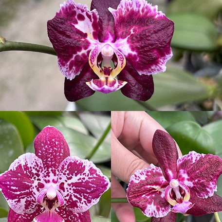 177458932947-Phal.%20Hsinying%20Little%20Knight%20'Voodoo'%20%C3%97%20(Tetrasampo%20%C3%97%20Yaphon%20Sir)%20%E8%8A%B13.jpg