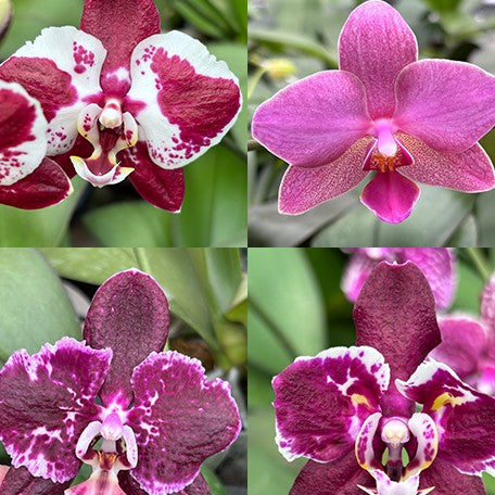 177458932970-Phal.%20Hsinying%20Little%20Knight%20'Voodoo'%20%C3%97%20(Tetrasampo%20%C3%97%20Yaphon%20Sir)%20%E8%8A%B12.jpg