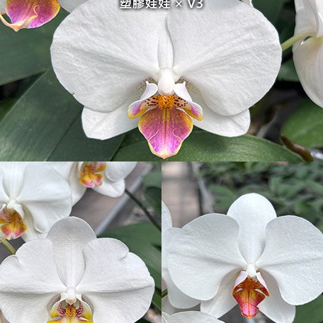 177458959657-Phal.%20Hsinying%20Little%20Knight%20'Plastic%20Doll'%20%C3%97%20Sogo%20Yukidian%20'V3'%20%E8%8A%B12.jpg
