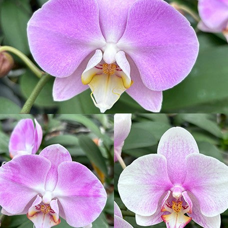 177459059597-Phal.%20Fangmei%20Black%20Piano%20%C3%97%20Miki%20Sakura%20'1327'%20%E8%8A%B12.jpg