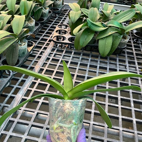177460194237-Phal.%20Meifang%20Elegant%20%E6%A4%8D%E6%A0%AA%203''%201.jpg