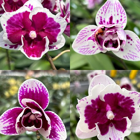 177484017730-Phal.%20Miki%20Pink%20Panther%20(peloric%20-%202%20eyes)%20%E8%8A%B16.jpg