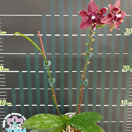 177484046222-Phal.%20Miki%20Fire%20Bat%20'Tanjirou'%20%E8%8A%B12.jpg