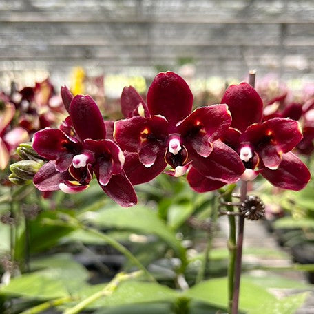 177484046229-Phal.%20Miki%20Fire%20Bat%20'Tanjirou'%20%E8%8A%B13.jpg