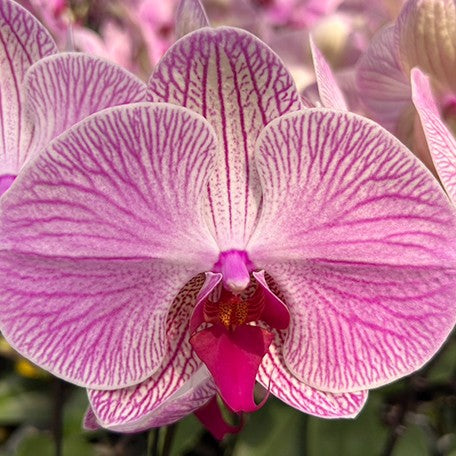 177484062184-Phal.%20Melody%20Of%20Love%20%E8%8A%B12.jpg