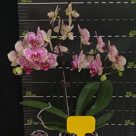 177494707985-Phal.%20Charming%20Bubble%20%E8%8A%B12.jpg