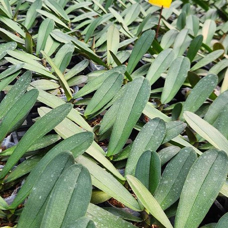 177494709976-Phal.%20Charming%20Bubble%20%E6%A4%8D%E6%A0%AA2.5''1.jpg