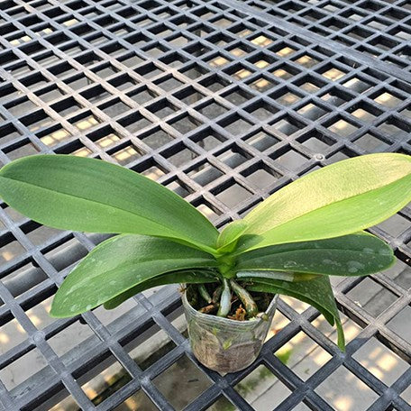 177500482077-Phal.%20Charming%20Silk%20%E6%A4%8D%E6%A0%AA3''%202.jpg