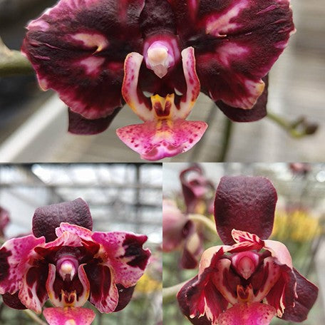 177552318784-Phal.%20Miki%20Big%20Bang%20Voodoo%20'3573'%20%E8%8A%B11.jpg