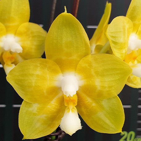 177553008052-Phal.%20Joy%20Spring%20Canary%20'Joy'%20%E8%8A%B11.jpg