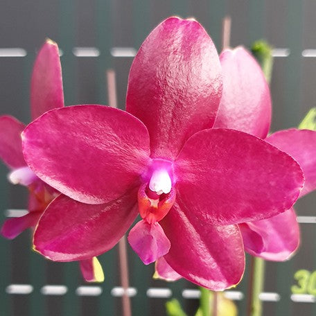 177553205863-Phal.%20Miki%20Peoker%20Girl%20'750'%20%E8%8A%B12.jpg