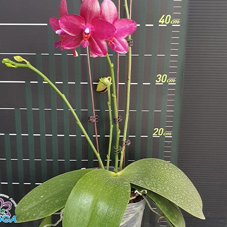 177553205892-Phal.%20Miki%20Peoker%20Girl%20'750'%20%E8%8A%B13.jpg
