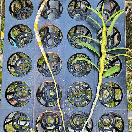 177553329190-Den.%20hercoglossum%20var.%20alba%20%E9%87%8D%E5%94%87%E7%9F%B3%E6%96%9B%E7%99%BD%E8%AE%8A%E7%A8%AE%20%E6%A4%8D%E6%A0%AA2''%201.jpg