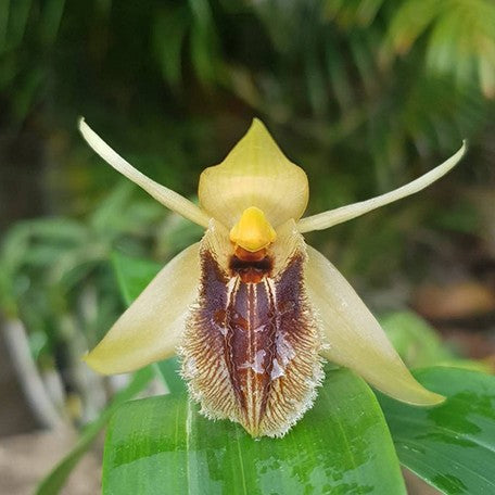 177553954027-Coelogyne%20ovalis%20%E8%8A%B11.jpg