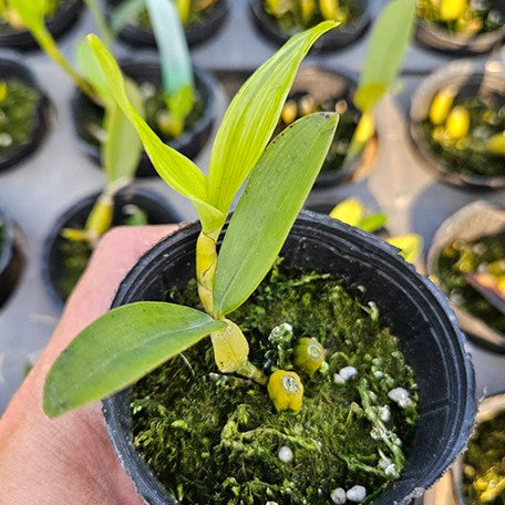 177553963621-Coelogyne%20ovalis%20%E6%A4%8D%E6%A0%AA2.5''%201.jpg