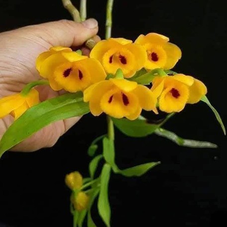 177554230910-Den.%20chrysanthum%20%E6%9D%9F%E8%8A%B1%E7%9F%B3%E6%96%9B%20%E8%8A%B11.jpg