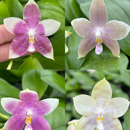 177562524912-Phal.%20Germaine%20Vincent%20var.%20blue%20%C3%97%20sib%20%E8%8A%B12.jpg