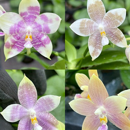 177562524956-Phal.%20Germaine%20Vincent%20var.%20blue%20%C3%97%20sib%20%E8%8A%B11.jpg