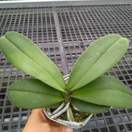 177563011650-Phal.%20Melody%20Of%20Love%20%E6%A4%8D%E6%A0%AA3''1.jpg