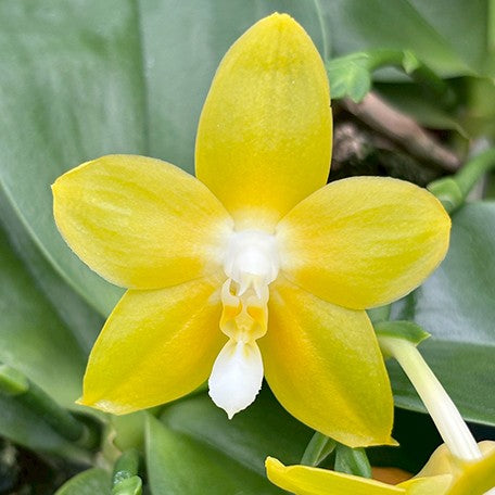 177563610415-Phal.%20Miki%20Deep%20Coffee%20Turtledove%20'Watermelon'%20%E8%8A%B14.jpg