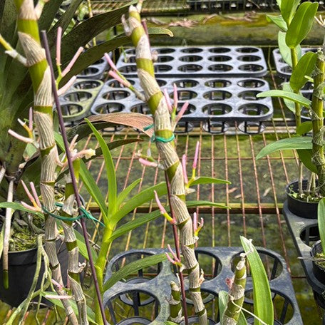177563931335-Den.%20China%20Dream%20'crystal'%20%E4%B8%AD%E5%9C%8B%E5%A8%83%E5%A8%83%20%E8%8A%B11.jpg
